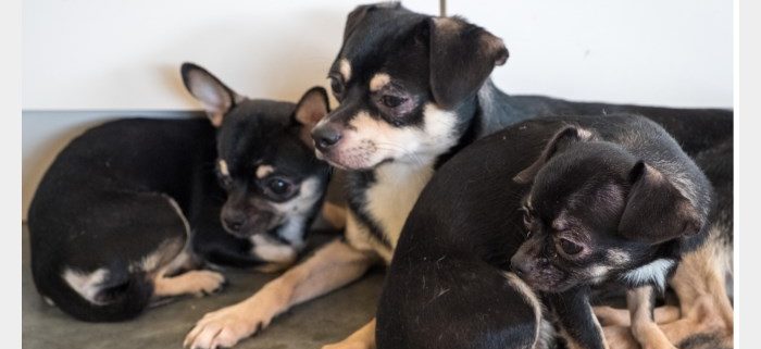 Politie redt gedumpte hondjes: "Ze waren onderkoeld en in slechte conditie"
