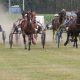Paardenkoersen binnenkort op erfgoedlijst Unesco?
